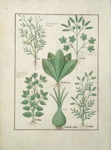 Gele Bugle, Incensaria en Lupius, Hondsmercurius, Lelieprei en Linzen, illustratie uit Het Boek der Eenvoudige Geneesmiddelen, door Matteaus Platearius door Robinet Testard